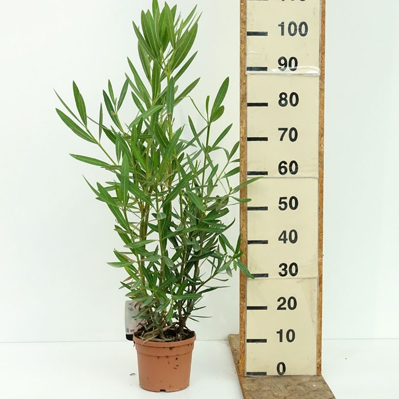 Exemplar von Oleander Sealy Pink – Nerium oleander Topf mit 3L/4L wie im Sommer geliefert