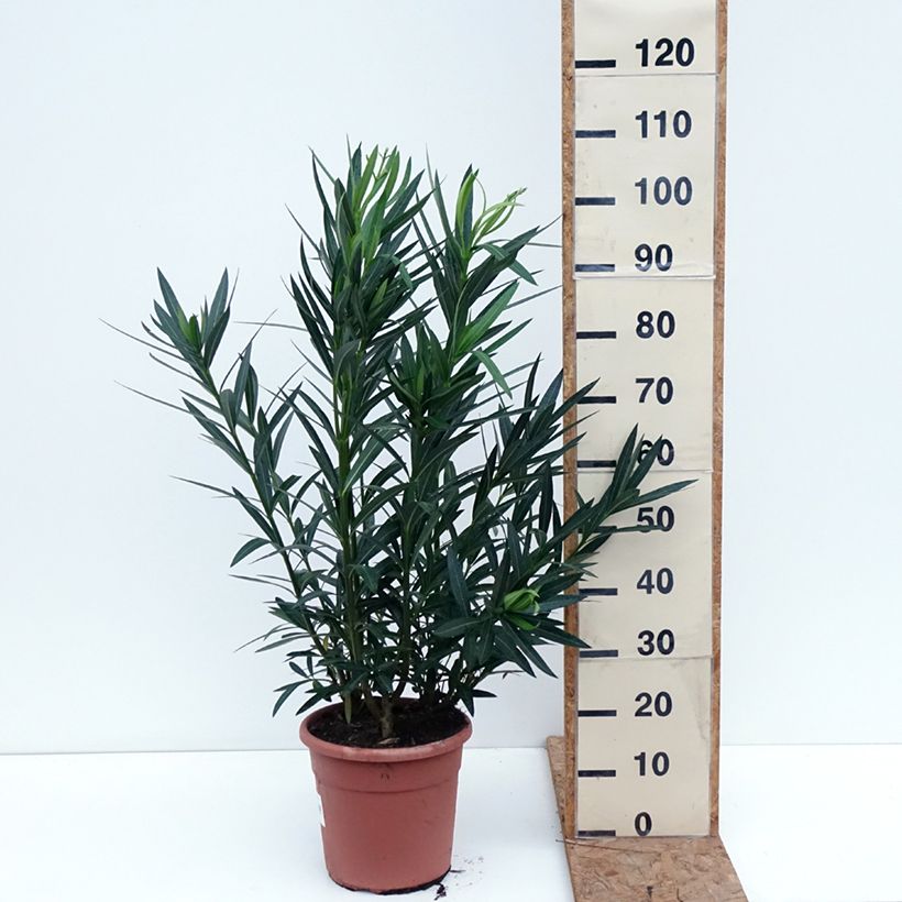 Exemplar von Oleander Soeur Agnes - Nerium Topf mit 7,5L/10L, Strauch wie im Herbst geliefert