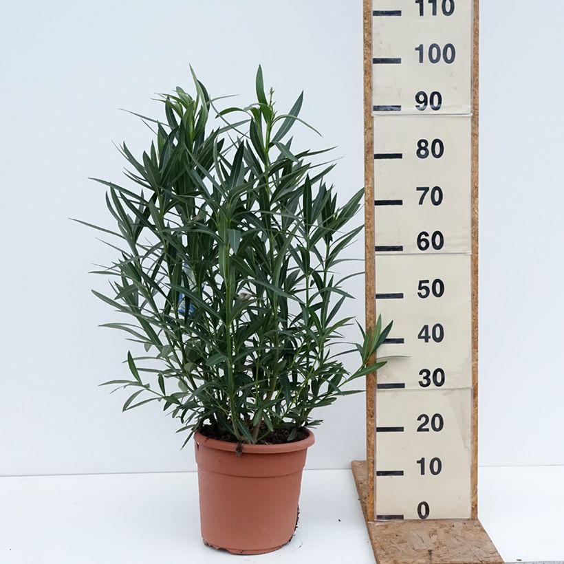 Example of Oleander Soeur Agnes - Nerium Topf mit 7,5L/10L, Strauch as you get in hiver