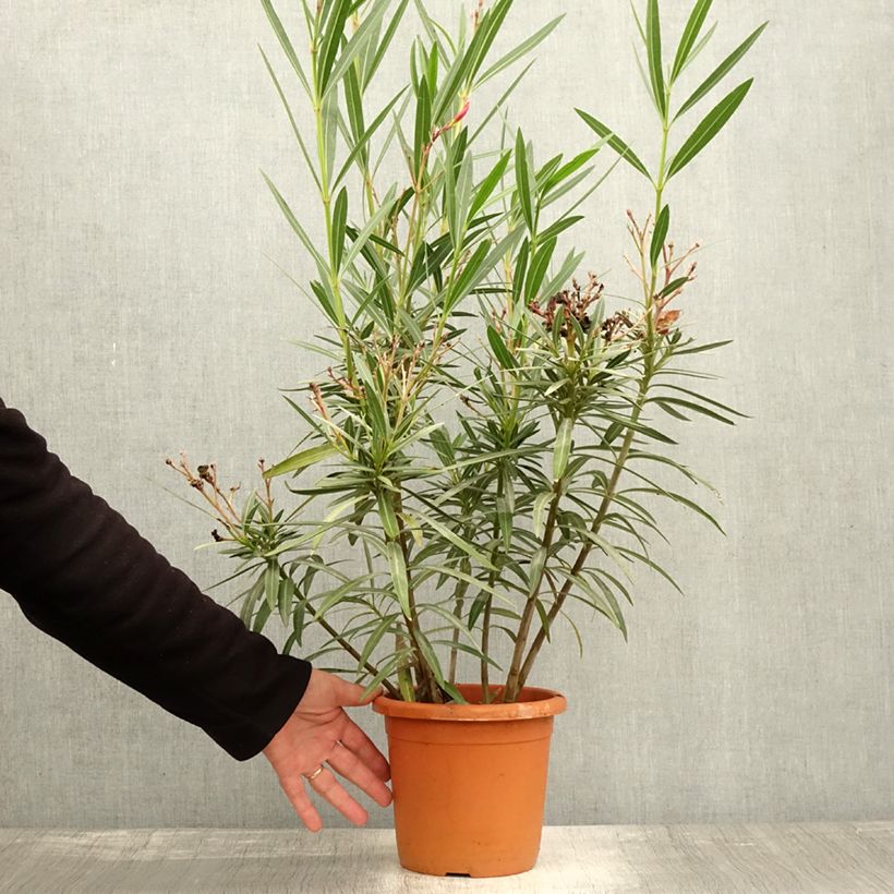 Exemplar von Oleander Soleil Levant - Nerium Topf mit 3L/4L, Strauch wie im Herbst geliefert
