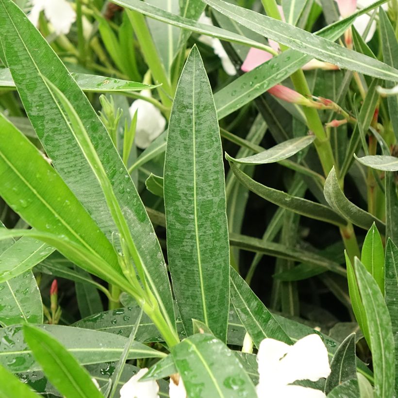 Laurier rose Tricolor - Nerium oleander (Laub)