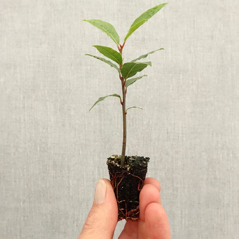 Example of Echter Lorbeerstrauch De Jerusalem - Laurus nobilis Mini-Plug Ø 3/4 cm as you get in printemps