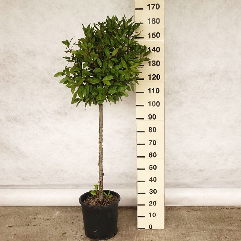 Exemplar von Echter Lorbeer - Laurus nobilis Topf mit 12L/15L wie im Frühjahr geliefert