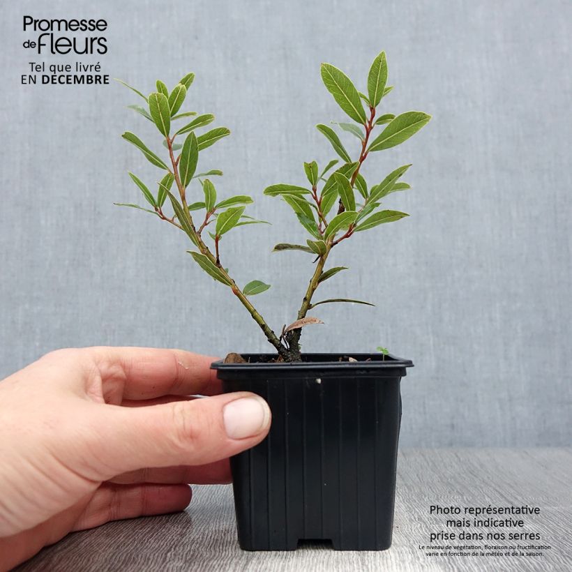 Exemplar von Echter Lorbeerstrauch Little Laura 'Dan17' - Laurus nobilis Kleine Töpfe von 8/9 cm wie im Winter geliefert