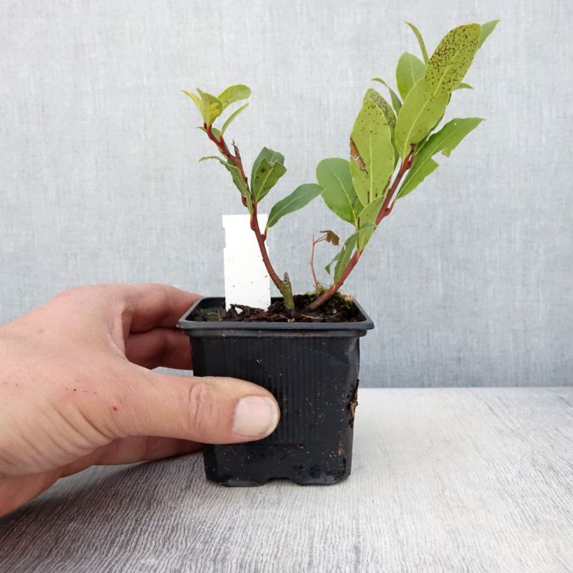 Example of Echter Lorbeerstrauch Little Laura 'Dan17' - Laurus nobilis Kleine Töpfe von 8/9 cm as you get in printemps