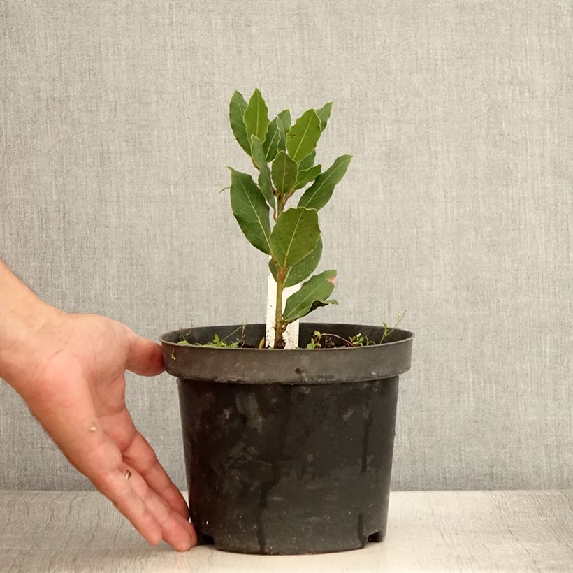 Example of Echter Lorbeerstrauch Little Laura 'Dan17' - Laurus nobilis Topf mit 3L/4L as you get in ete