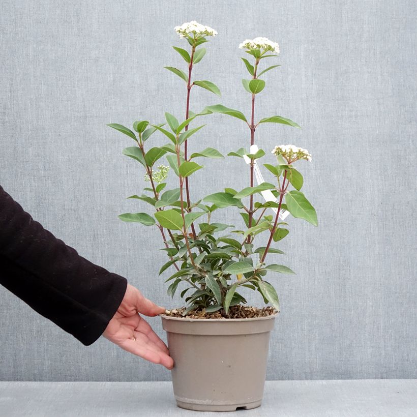 Exemplar von Lorbeerblättriger Schneeball Giganteum - Viburnum tinus Topf mit 3L/4L wie im Frühjahr geliefert