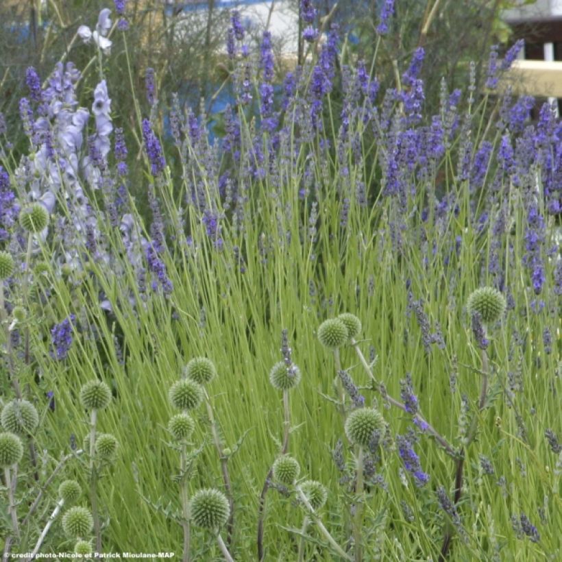 Lavandula intermedia Grappenhall - Provence-Lavendel (Plant habit)