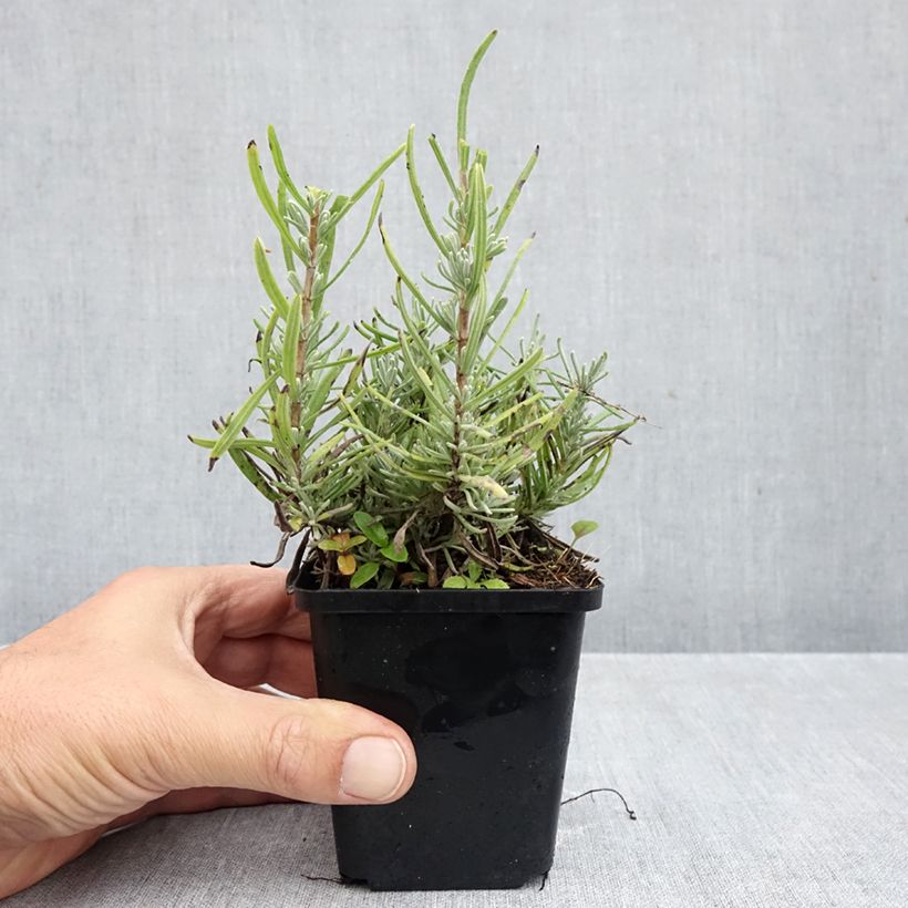 Exemplar von Lavandula angustifolia Arctic Snow - Echter Lavendel Kleine Töpfe von 8/9 cm wie im Herbst geliefert