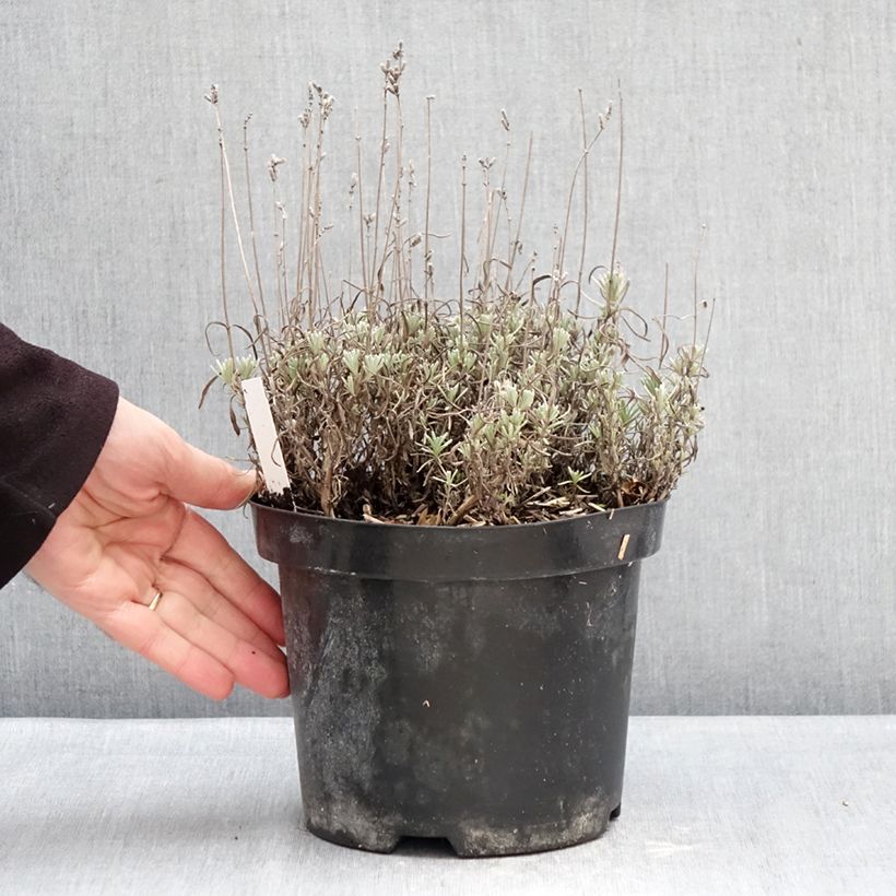 Example of Lavandula angustifolia Arctic Snow - Echter Lavendel Topf mit 2L/3L as you get in hiver