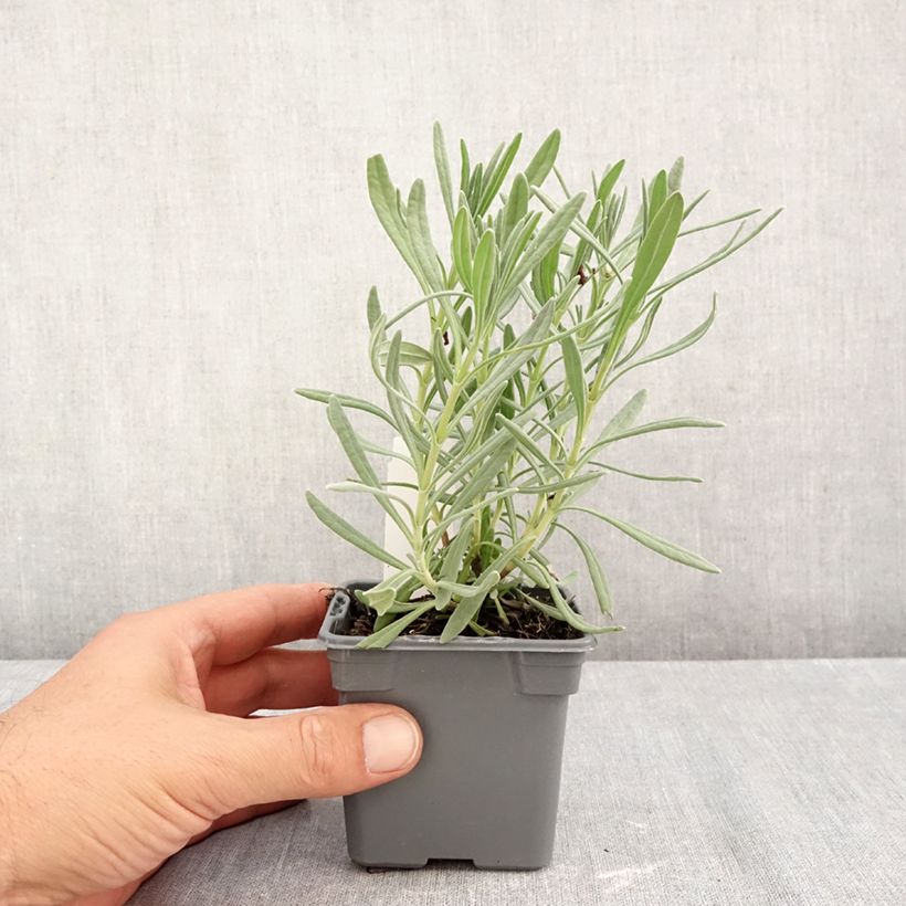 Exemplar von Lavandula intermedia Sensational! - Provence-Lavendel Kleine Töpfe von 8/9 cm wie im Herbst geliefert