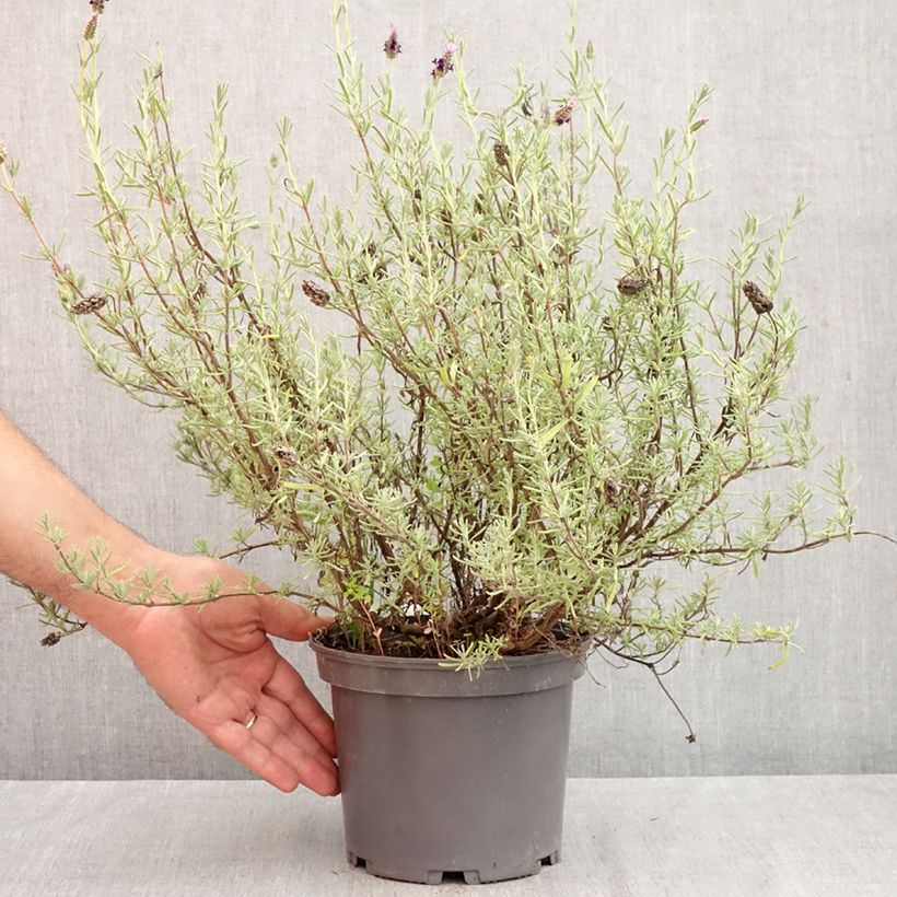 Exemplar von Lavandula stoechas Madrid Purple - Schopf-Lavendel Topf mit 3L/4L wie im Herbst geliefert
