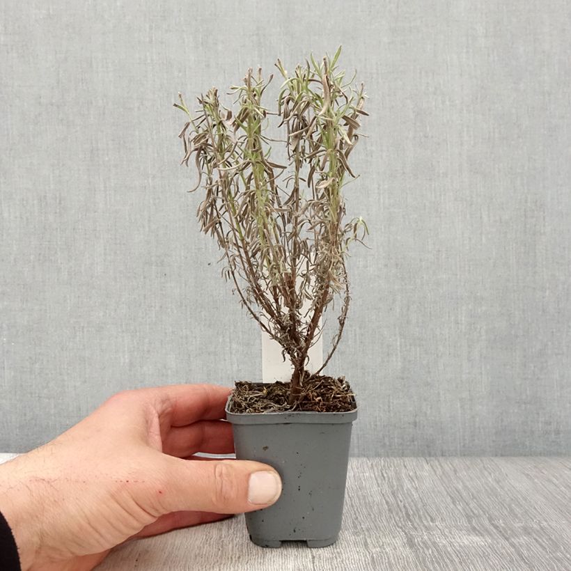 Example of Lavandula stoechas The Princess - Schopf-Lavendel Kleine Töpfe von 8/9 cm as you get in printemps