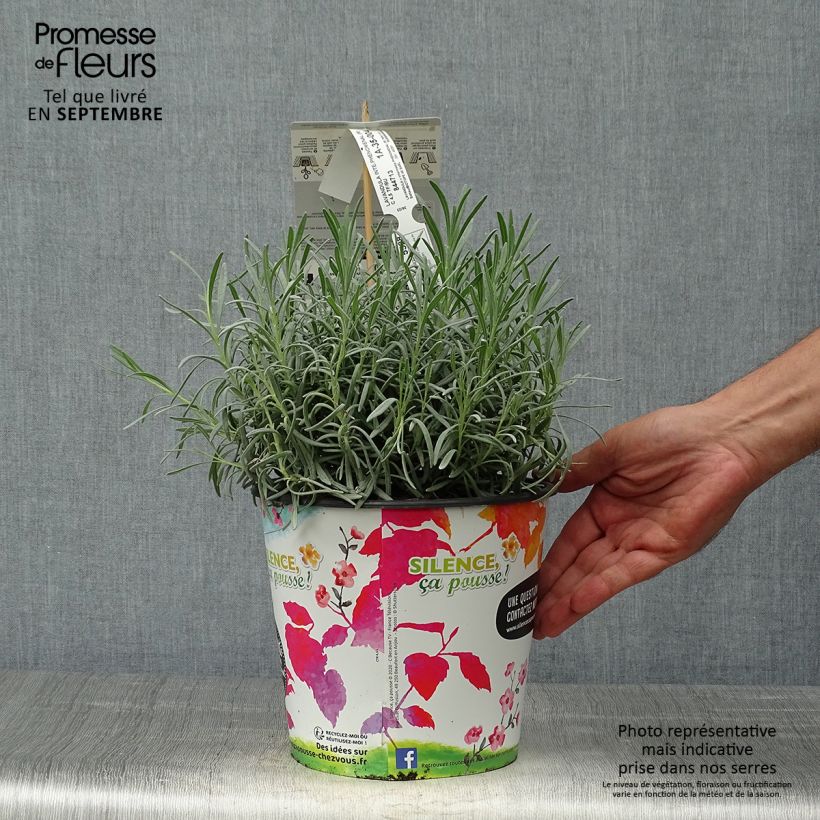 Exemplar von Lavandula intermedia Phenomenal 'Niko - Provence-Lavendel Topf mit 4L/5L wie im Herbst geliefert