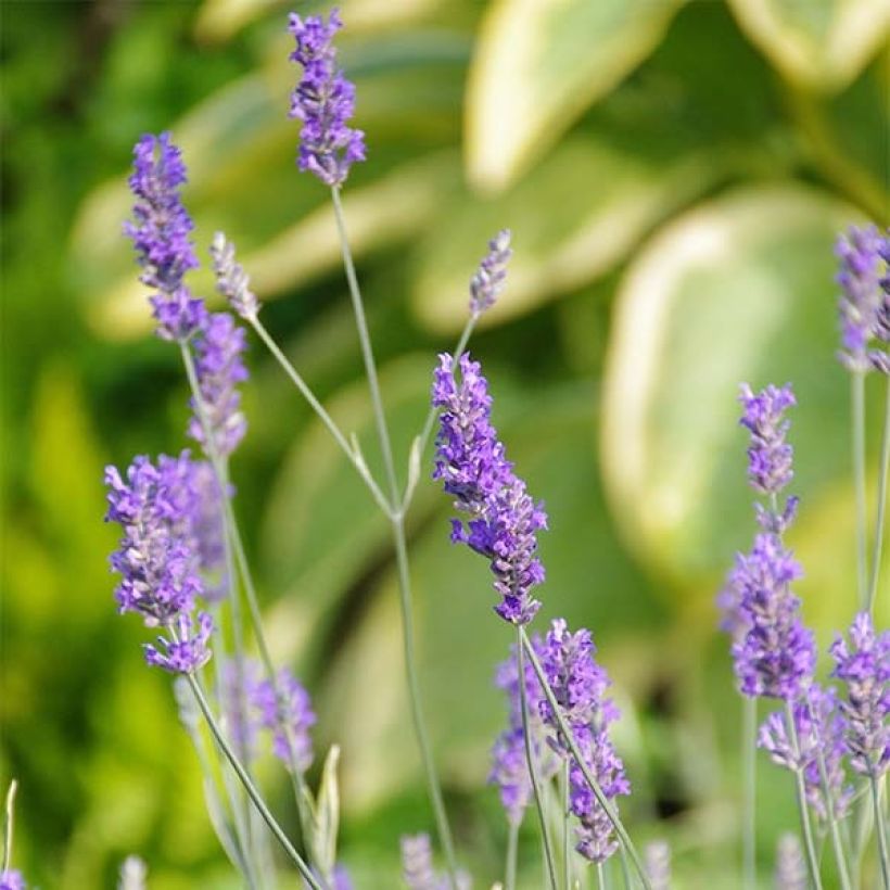 Lavandula intermedia Platinum Blonde - Provence-Lavendel (Flowering)