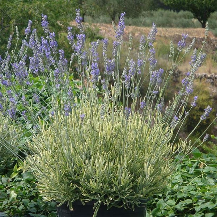 Lavandula intermedia Platinum Blonde - Provence-Lavendel (Plant habit)