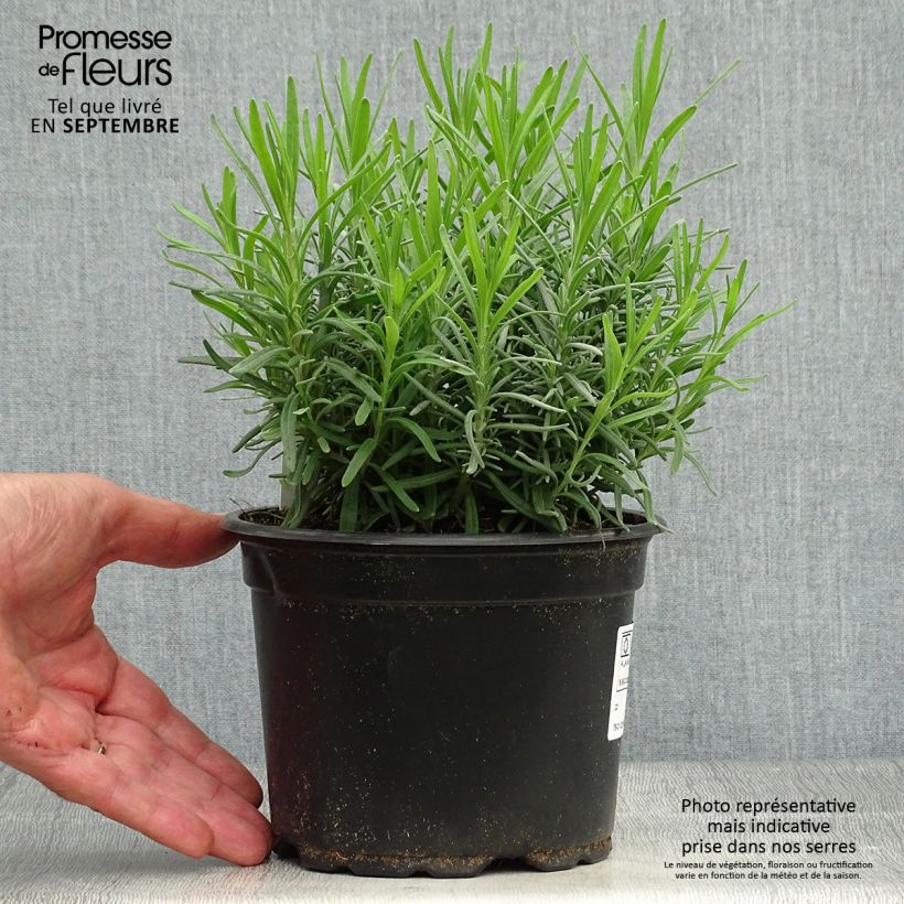 Exemplar von Lavandula angustifolia Dwarf Blue - Echter Lavendel Topf mit 2L/3L wie im Herbst geliefert