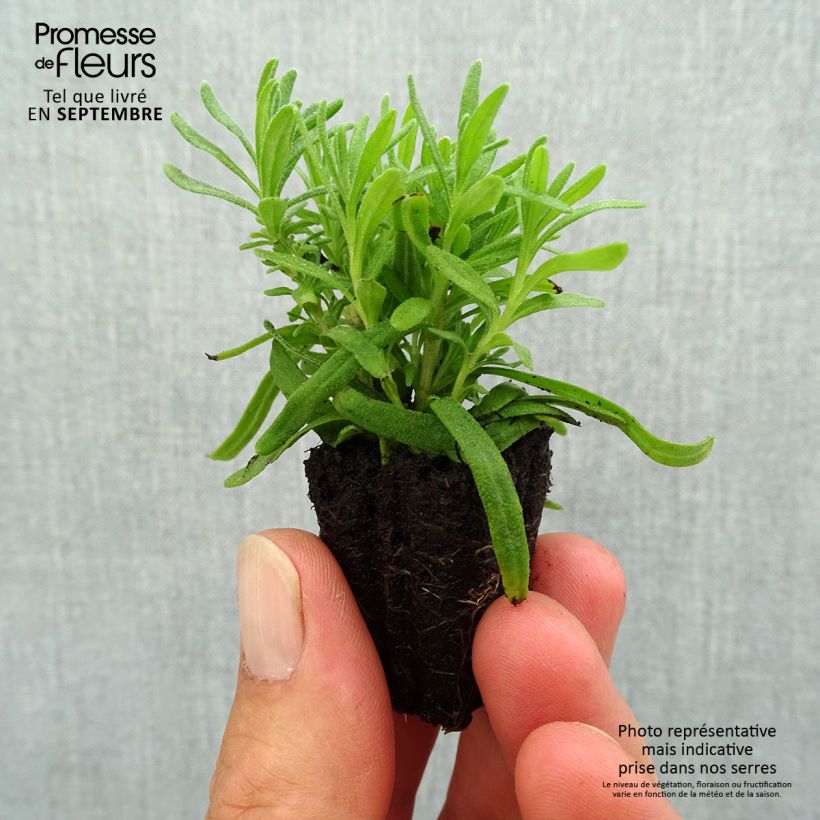 Exemplar von Lavande vraie - Lavandula angustifolia Hidcote Mini-motte Ø 3/4 cm wie im Herbst geliefert
