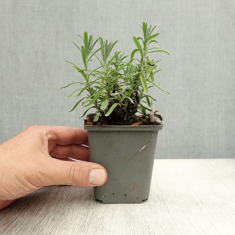 Exemplar von Lavandula angustifolia Middachten - Echter Lavendel Kleine Töpfe von 8/9 cm wie im Herbst geliefert