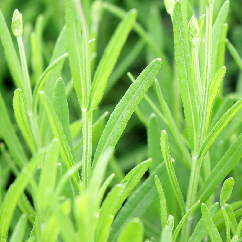 Lavandula angustifolia Middachten - Echter Lavendel (Foliage)