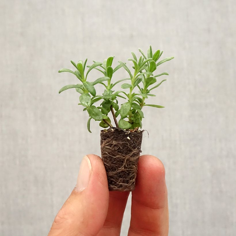 Exemplar von Lavandula angustifolia Montagnac Purple - Echter Lavendel Mini-Plug Ø 1,5/2,5 cm wie im Herbst geliefert
