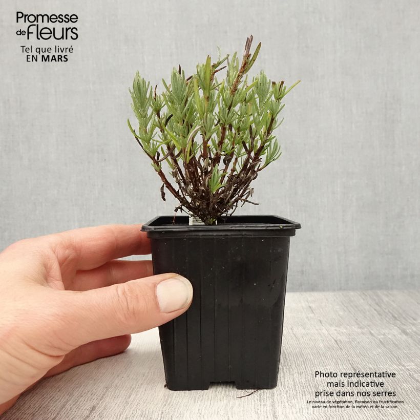 Example of Lavandula stoechas Magical Posy Pink - Schopf-Lavendel Kleine Töpfe von 8/9 cm as you get in printemps