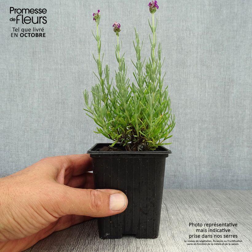 Exemplar von Lavandula stoechas Magical Posy Purple - Schopf-Lavendel Kleine Töpfe von 8/9 cm wie im Herbst geliefert