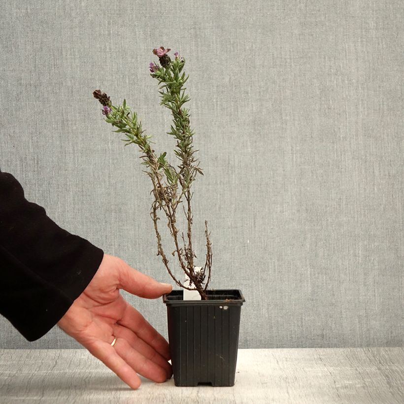 Example of Lavandula stoechas Magical Posy Purple - Schopf-Lavendel Kleine Töpfe von 8/9 cm as you get in printemps