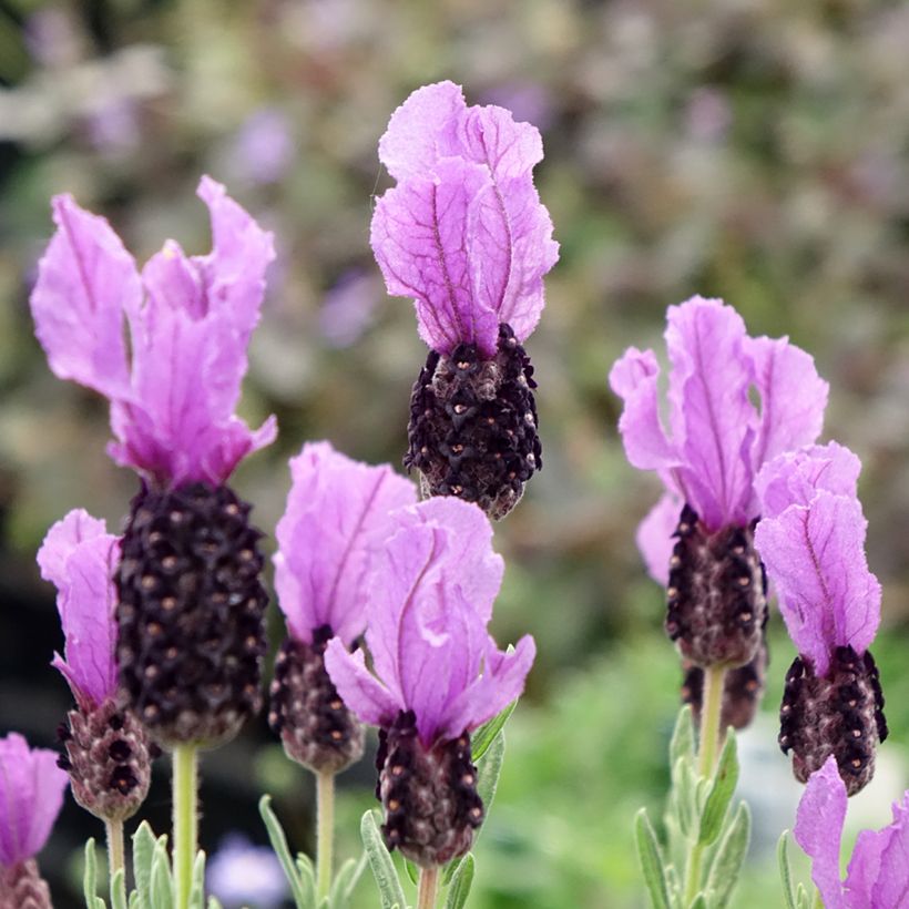 Lavandula stoechas Magical Posy Purple - Schopf-Lavendel (Flowering)