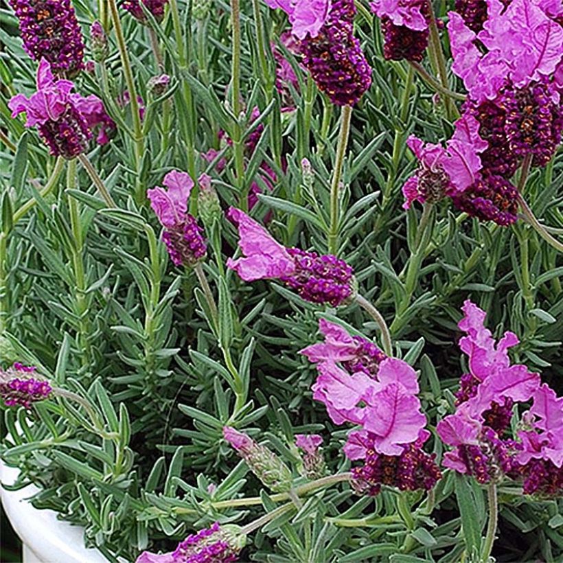 Lavandula stoechas The Princess - Schopf-Lavendel (Foliage)