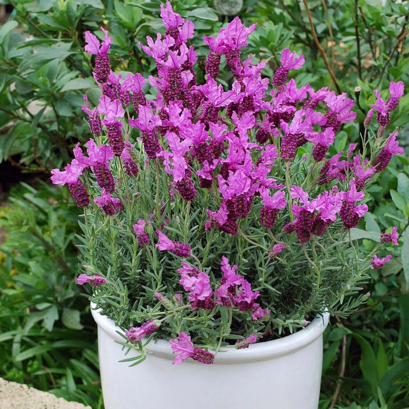 Lavandula stoechas The Princess - Schopf-Lavendel (Plant habit)
