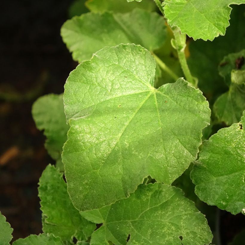 Buschmalve Chamallow - Lavatera (Foliage)