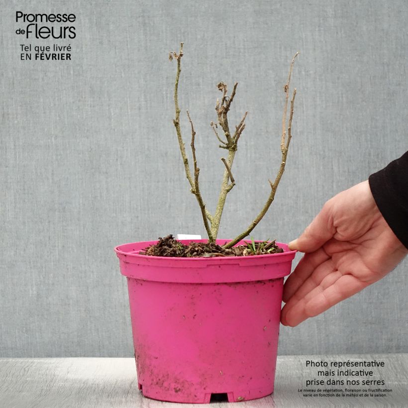 Exemplar von Malva subovata Princesse de Ligne - Strauchmalve Topf mit 3L/4L wie im Winter geliefert