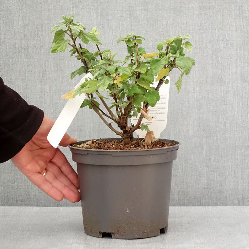 Exemplar von Lavatera thuringiaca Red Rum - Lavatère arbustive Pot de 2L/3L wie im Winter geliefert