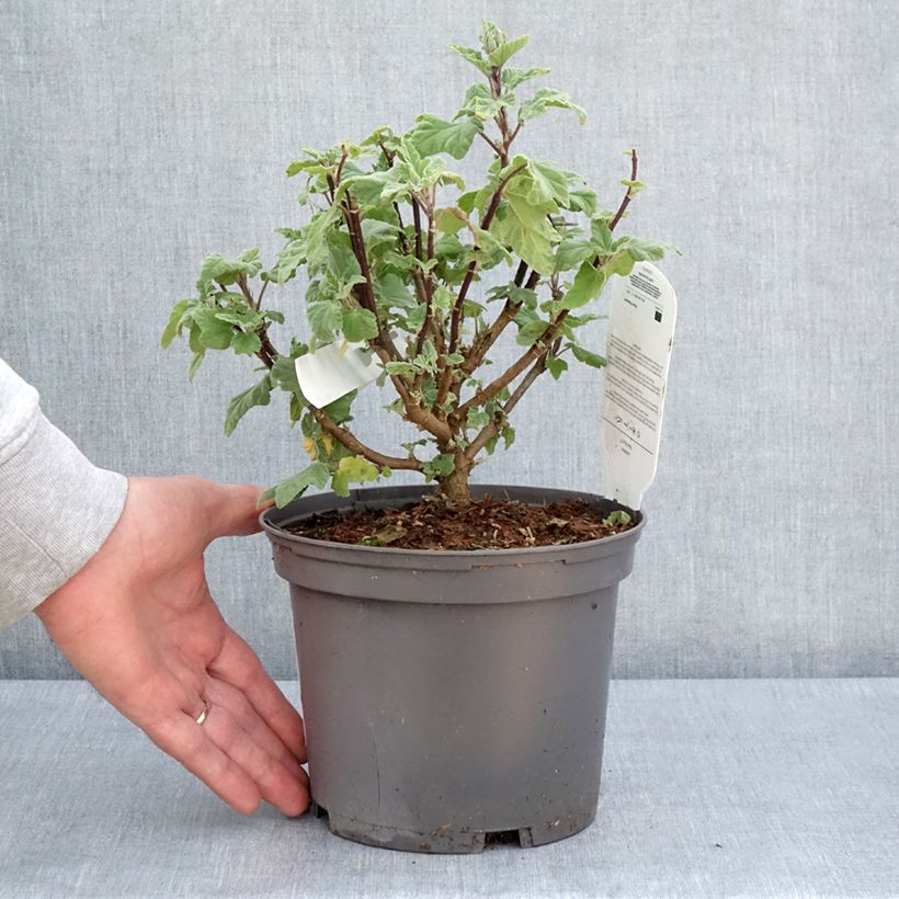 Example of Buschmalve Red Rum - Lavatera Topf mit 2L/3L as you get in printemps