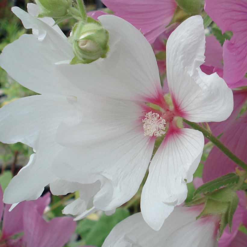 Buschmalve Blushing Bride - Lavatera (Flowering)