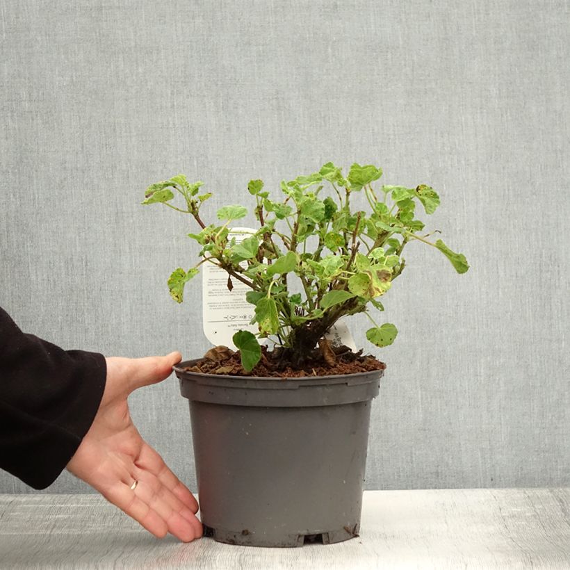 Exemplar von Lavatère - Lavatera Barnsley Baby Pot de 2L/3L wie im Herbst geliefert
