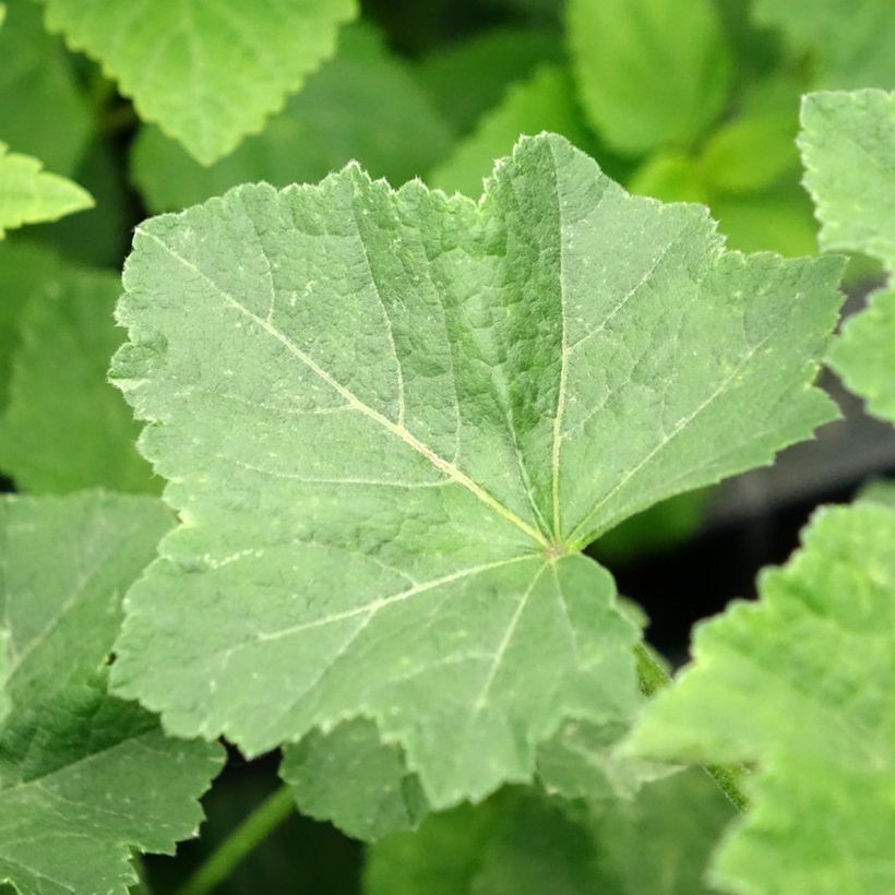 Buschmalve White Angel - Lavatera (Foliage)