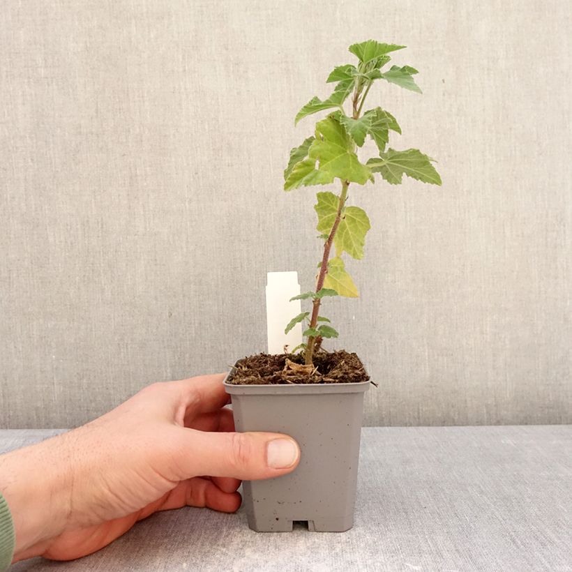 Example of Lavatera thuringiaca Bredon Springs - Strauchpappel Kleine Töpfe von 8/9 cm as you get in hiver