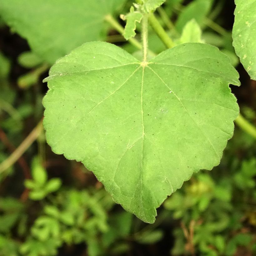 Lavatera thuringiaca Bredon Springs - Strauchpappel (Foliage)