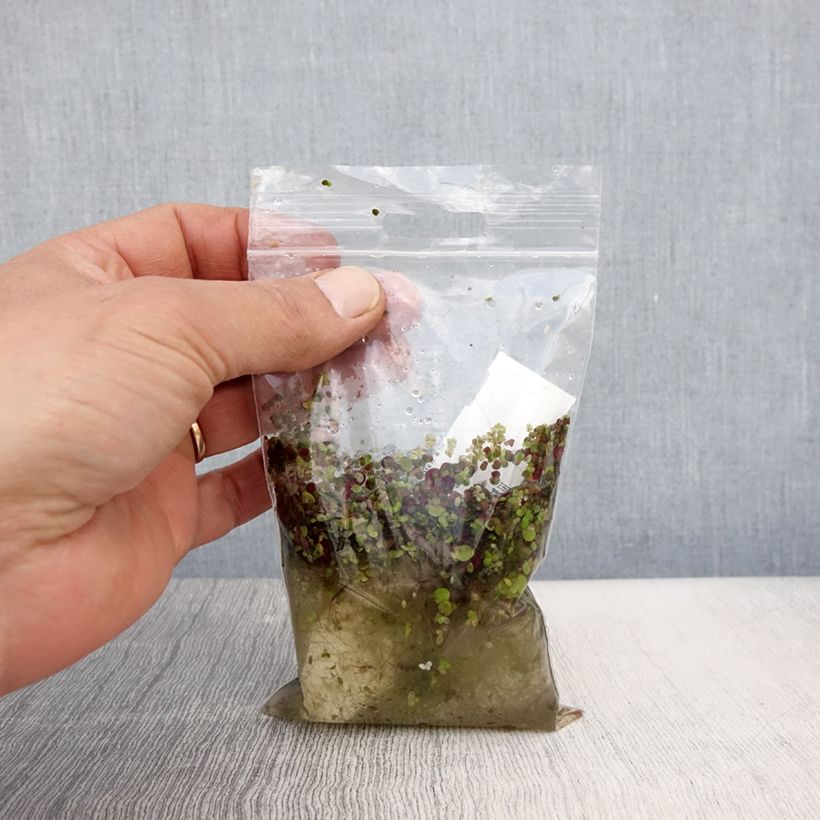 Exemplar von Spirodela polyrhiza - Vielwurzelige Teichlinse Wurzelnackt wie im Frühjahr geliefert