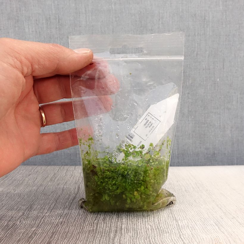 Exemplar von Lemna minor - Kleine Wasserlinse Wurzelnackt wie im Frühjahr geliefert