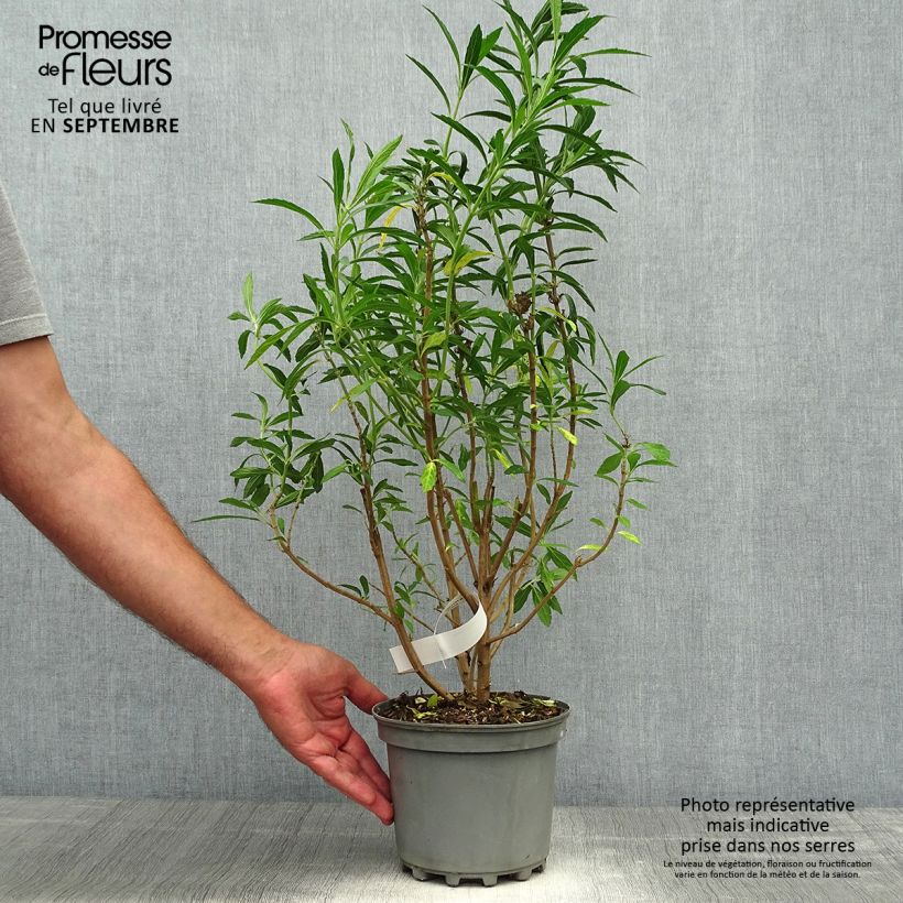 Exemplar von Leonotis leonurus - Queue de lion Pot de 3L/4L wie im Herbst geliefert