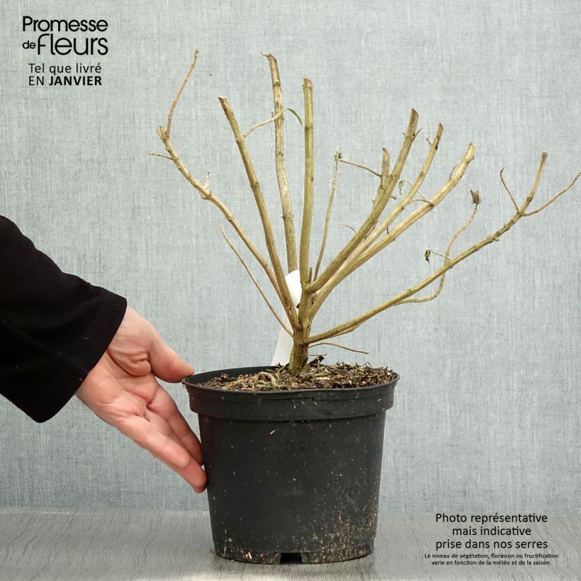 Example of Leonotis leonurus - Afrikanisches Löwenohr Topf mit 3L/4L as you get in hiver