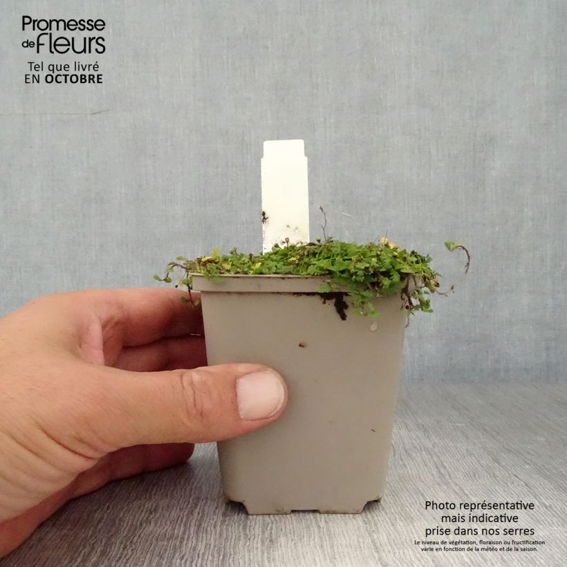 Exemplar von Leptinella dioica Minima - Fiederpolster Kleine Töpfe von 8/9 cm wie im Herbst geliefert
