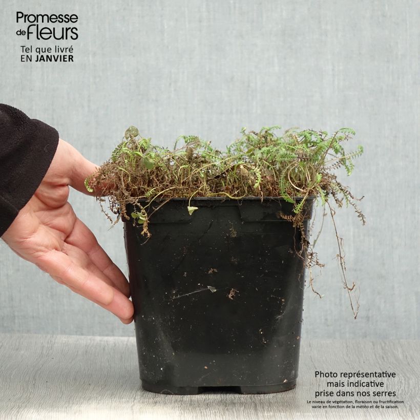 Exemplar von Leptinella squalida Platt's Black Pot de 3L/4L wie im Winter geliefert