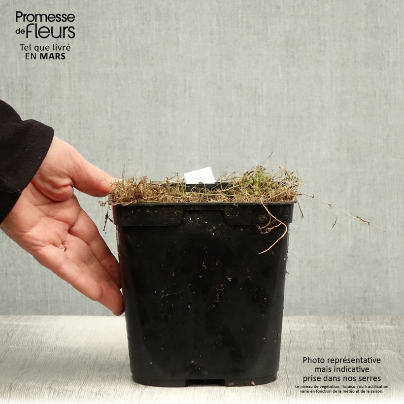 Example of Leptinella squalida Platt's Black - Fiederpolster Topf mit 3L/4L as you get in printemps