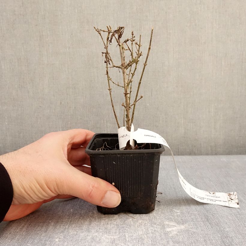 Exemplar von Leptodermis oblonga Summer Stars Kleine Töpfe von 8/9 cm wie im Winter geliefert