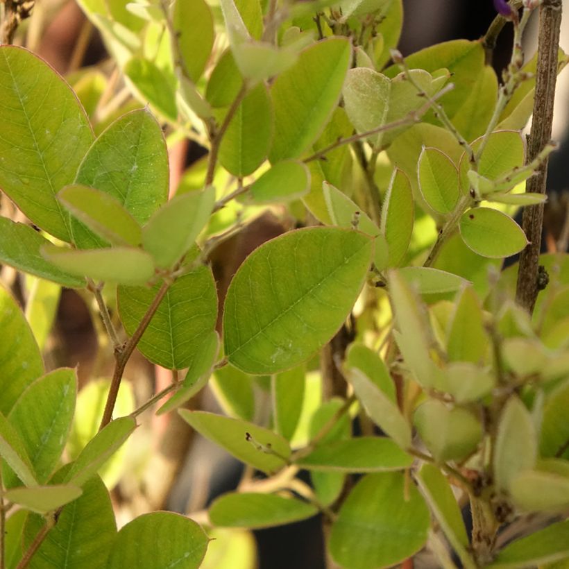 Lespedeza bicolor Summer Beauty - Buschklee (Foliage)