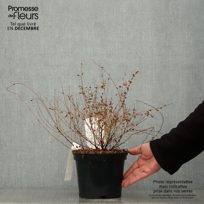 Exemplar von Lespedeza bicolor Yakushima - Trèfle en arbre  Pot de 3L/4L wie im Herbst geliefert
